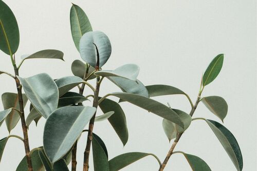 Jane Websites